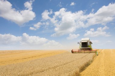 harvesting wheat field
